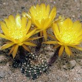 Lobivia arachnacantha sulphurea JLcoll.2350.jpg